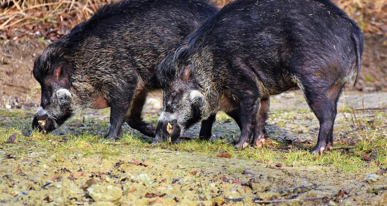 wildschweine vertreiben