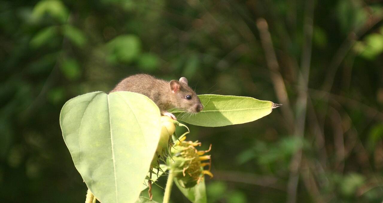 ratte im garten am hellichten tag
